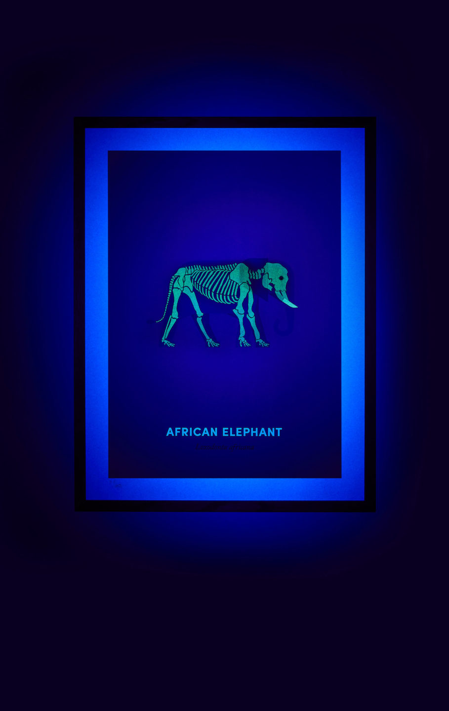 African Elephant screen print under UV light - shown on hover