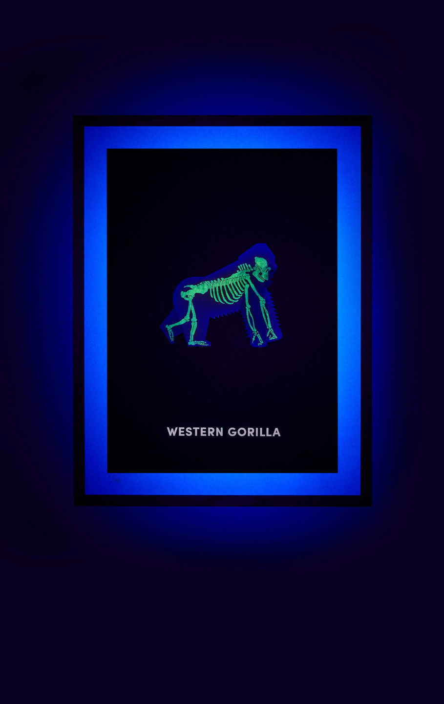 Western Gorilla screen print under UV light - shown on hover