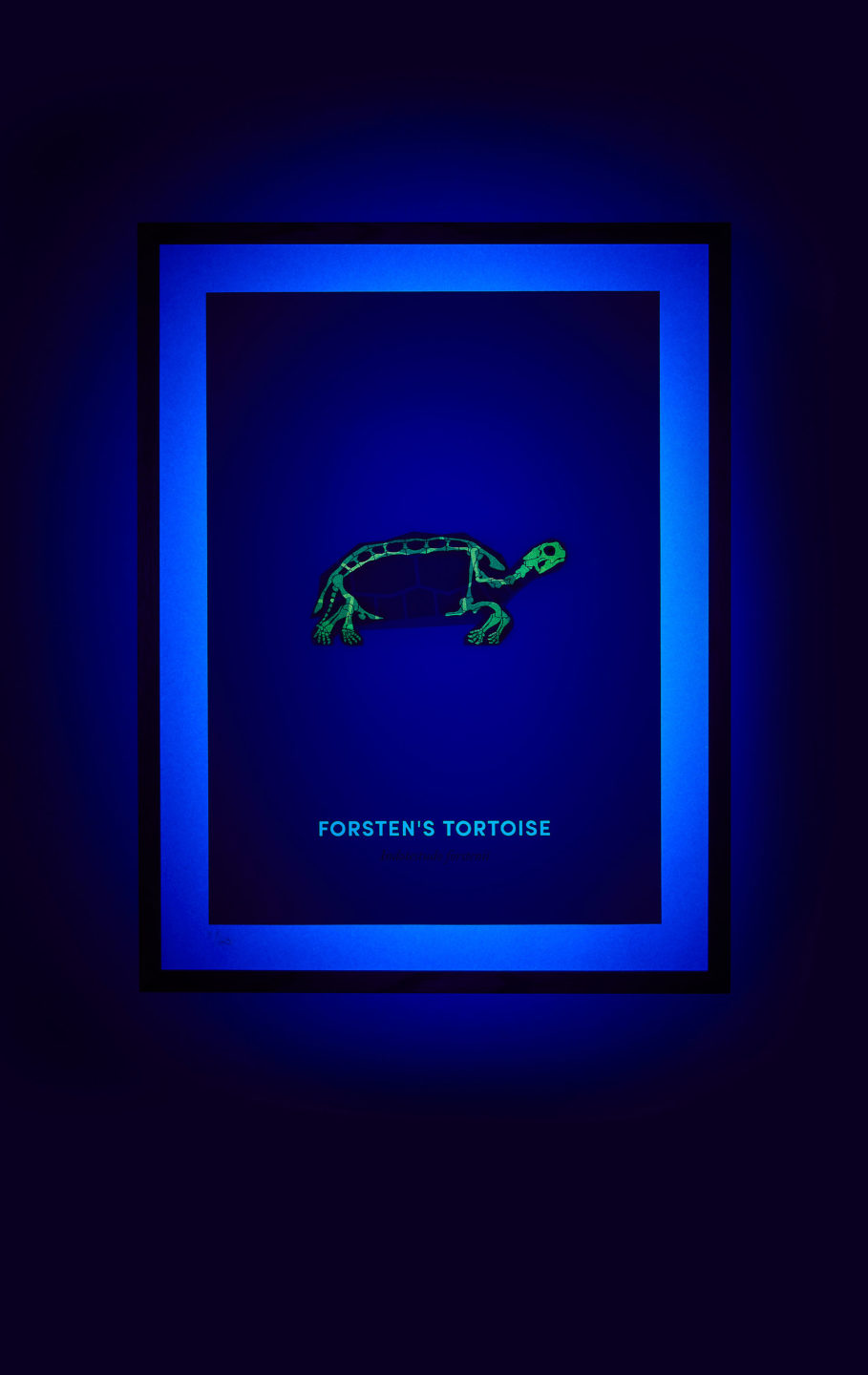 Forsten’s Tortoise screen print under UV light - shown on hover