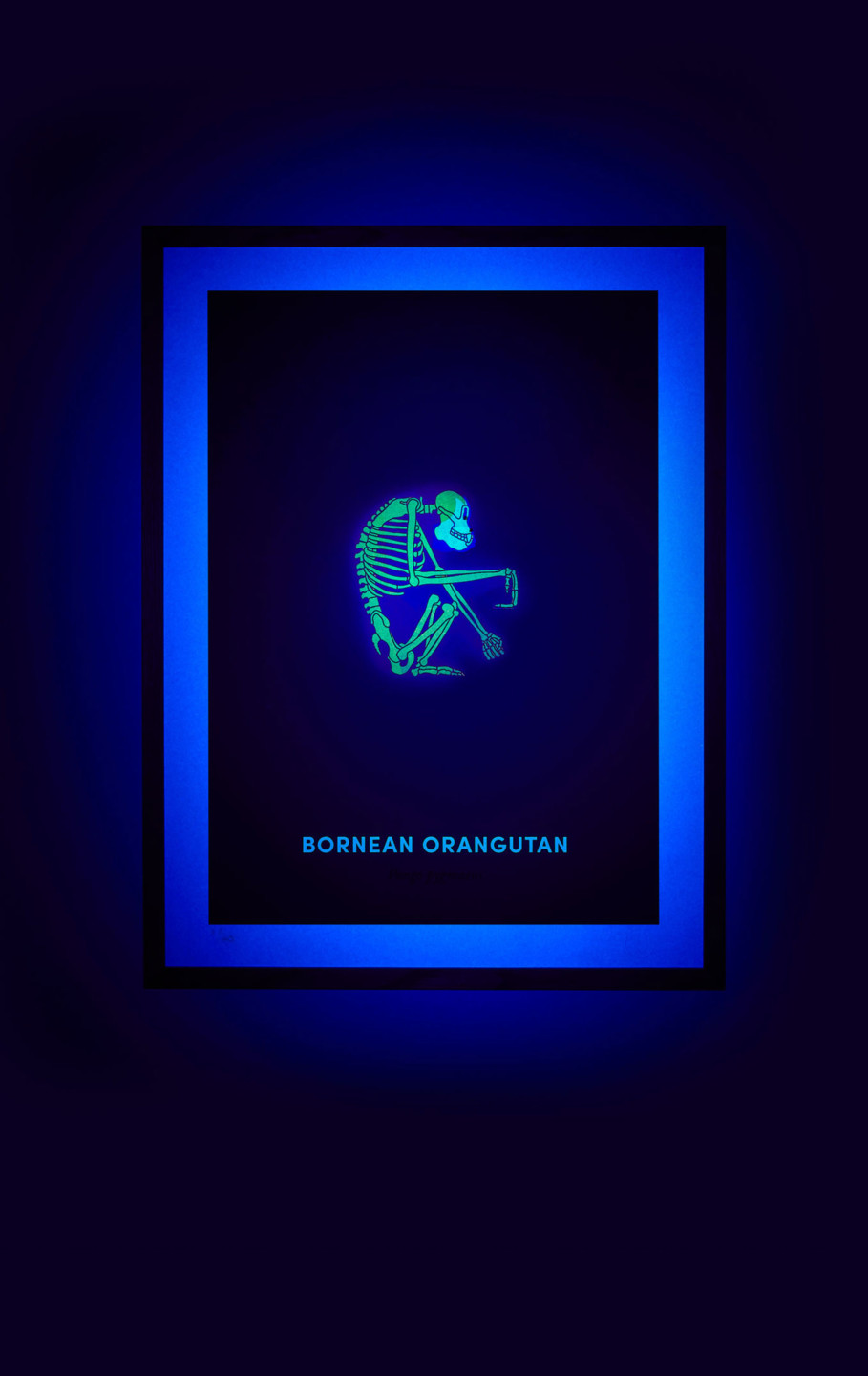 Bornean Orangutan screen print under UV light - shown on hover