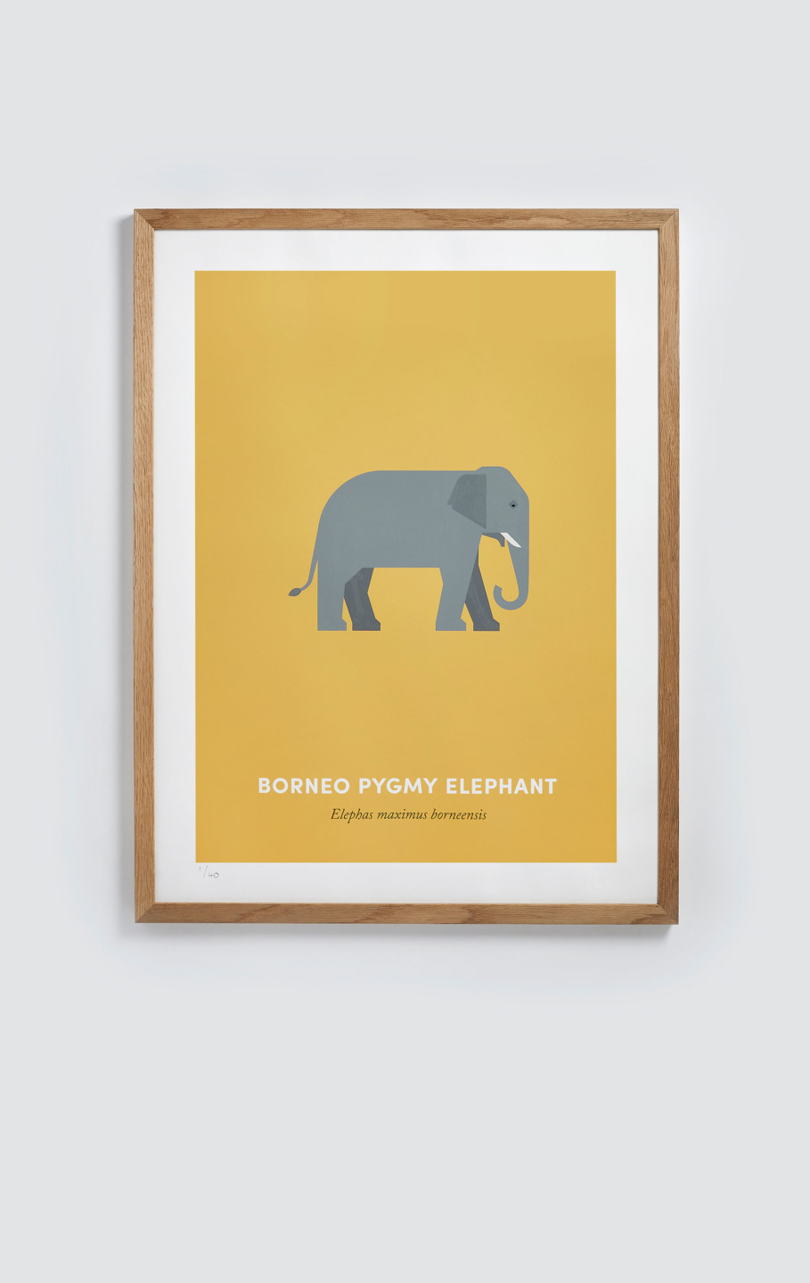 Borneo Pygmy Elephant screen print