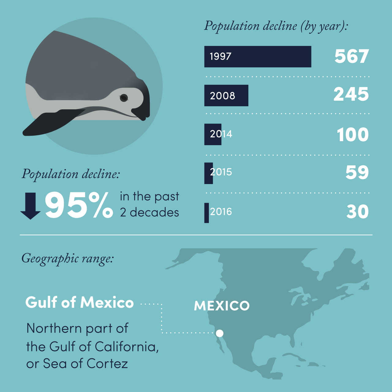 The Vanishing Vaquita Witnessing a species fall out of existence