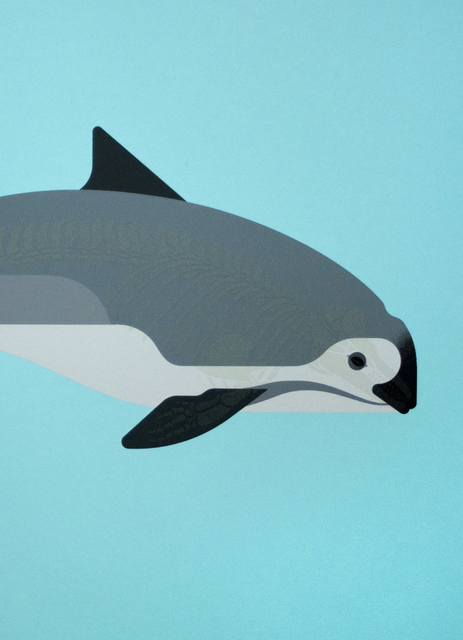 Vaquita Anatomy