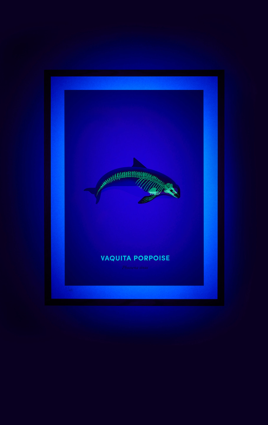 Vaquita Porpoise screen print under UV light - shown on hover