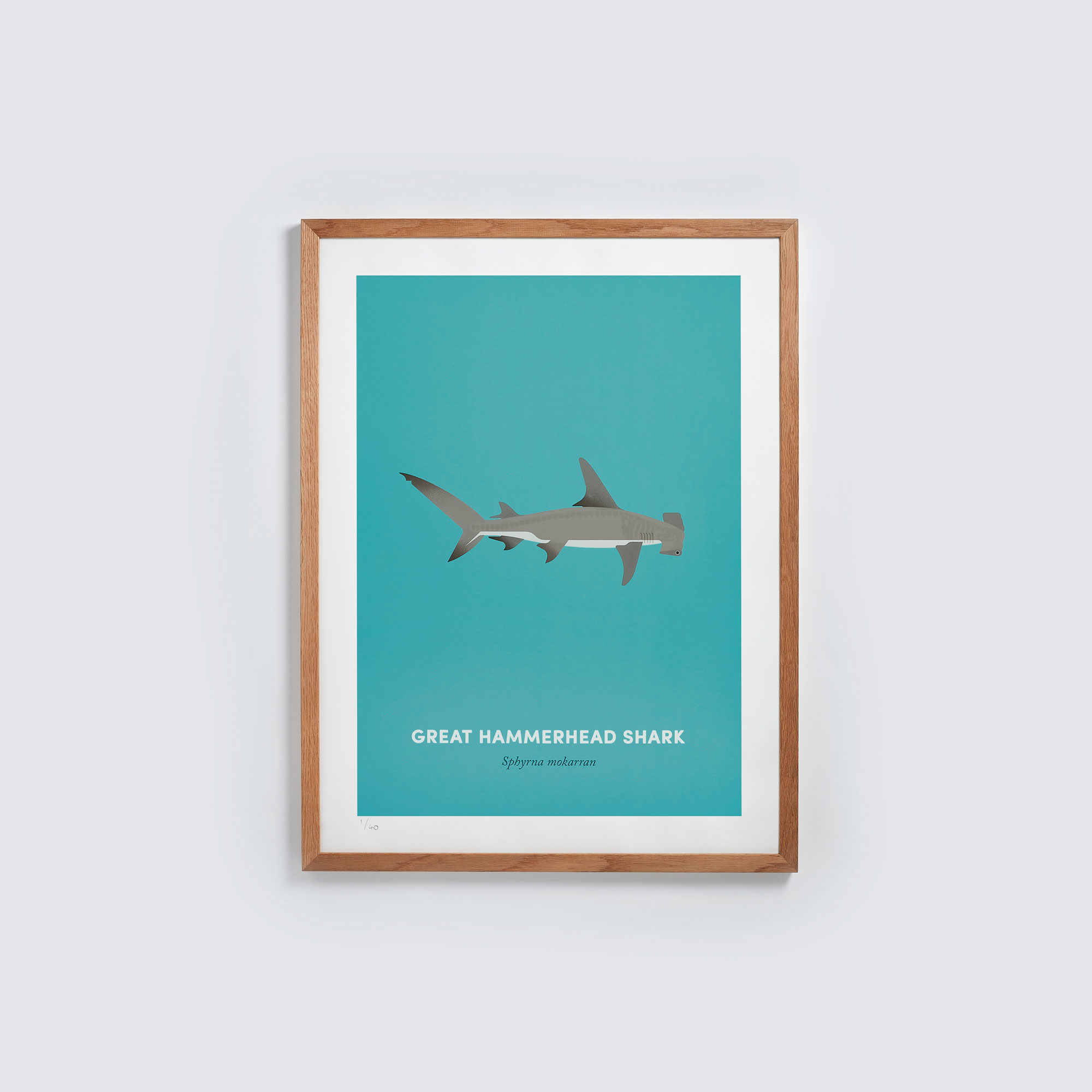 Great Hammerhead Shark - Under the Skin of Endangered Animals