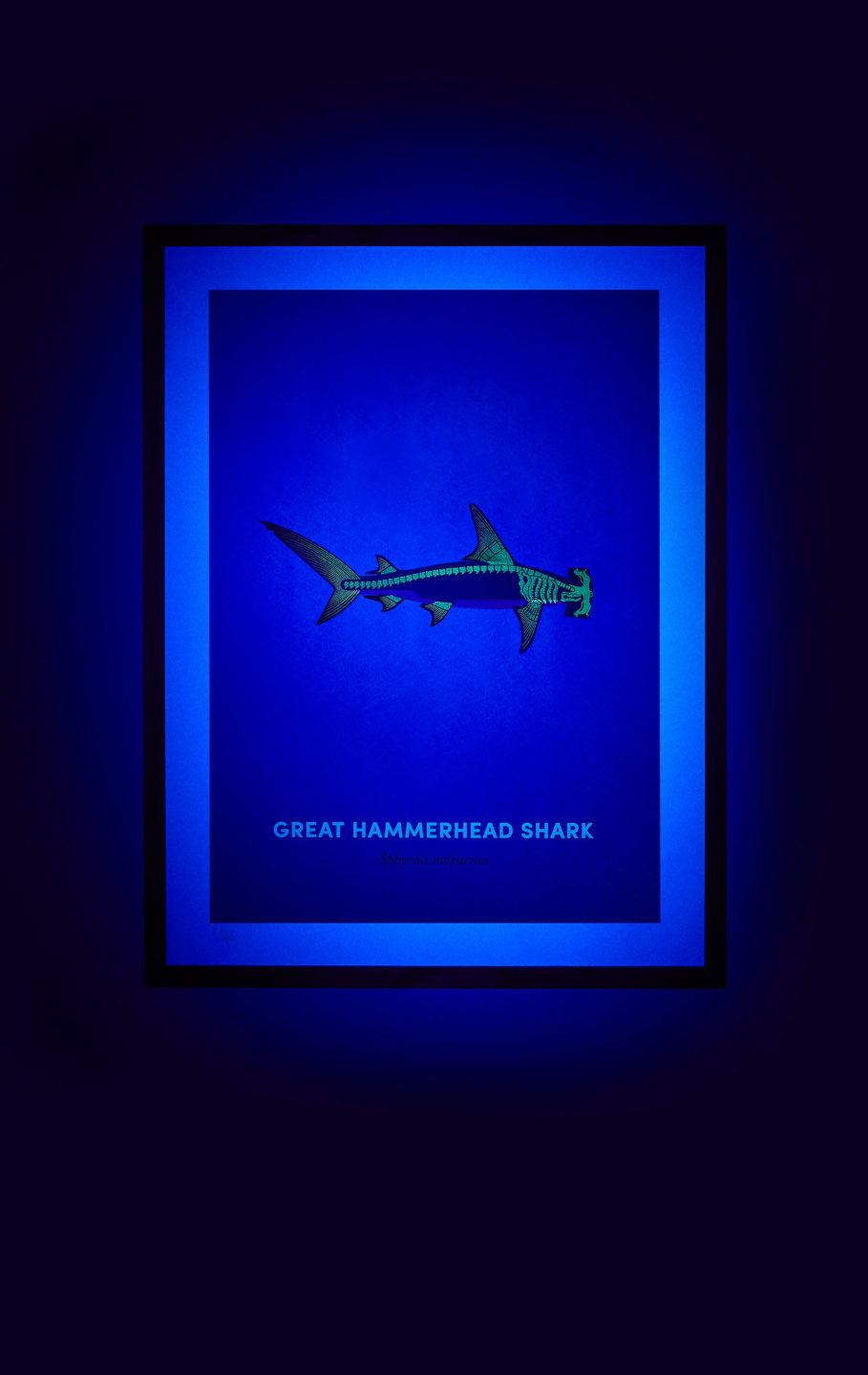 Great Hammerhead Shark screen print under UV light - shown on hover