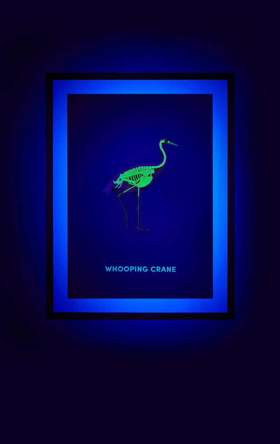 Whooping Crane screen print under UV light - shown on hover