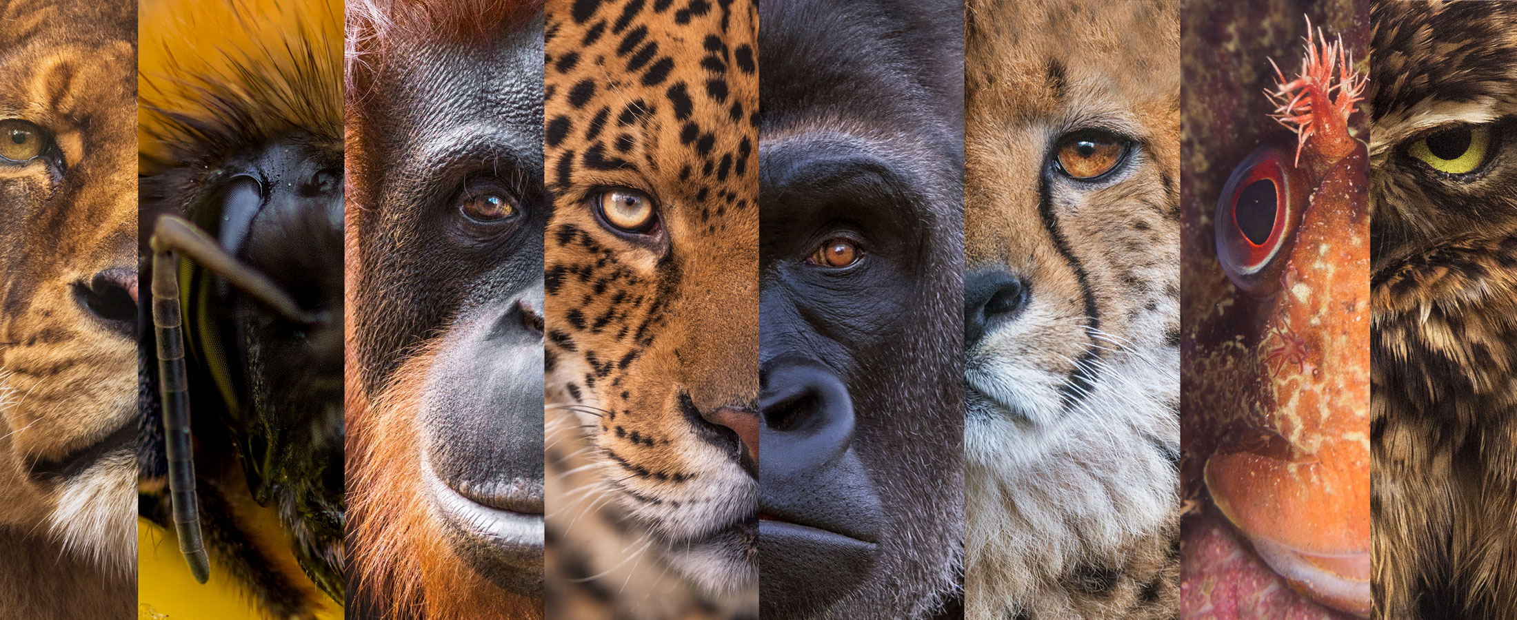 The many faces of extinction: why we choose to protect some animals over  others - Under the Skin of Endangered Animals